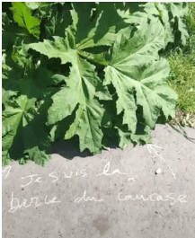 Plante sauvage urbaine identifiée à la craie — berce du Caucase